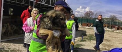Ankara'da sokak hayvanları derneğine 'haksız kazanç' operasyonu düzenlendi!
