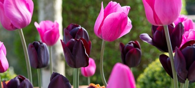 Antalya'da Sevgililer Günü'ne Özel 100 Bin Lale Üretildi