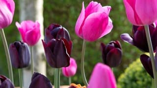 Antalya'da Sevgililer Günü'ne Özel 100 Bin Lale Üretildi