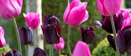 Antalya'da Sevgililer Günü'ne Özel 100 Bin Lale Üretildi