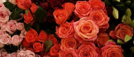 Antalya'dan 25 Ülkeye 35 Milyon dal 'Sevgililer Günü' Çiçeği