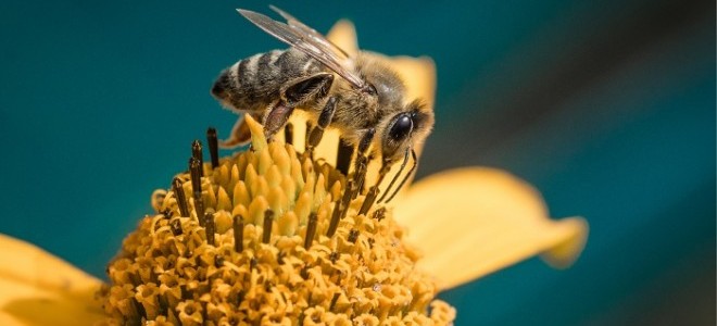 Antalya'dan Dünyaya Arı İhracatı
