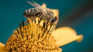 Antalya'dan Dünyaya Arı İhracatı