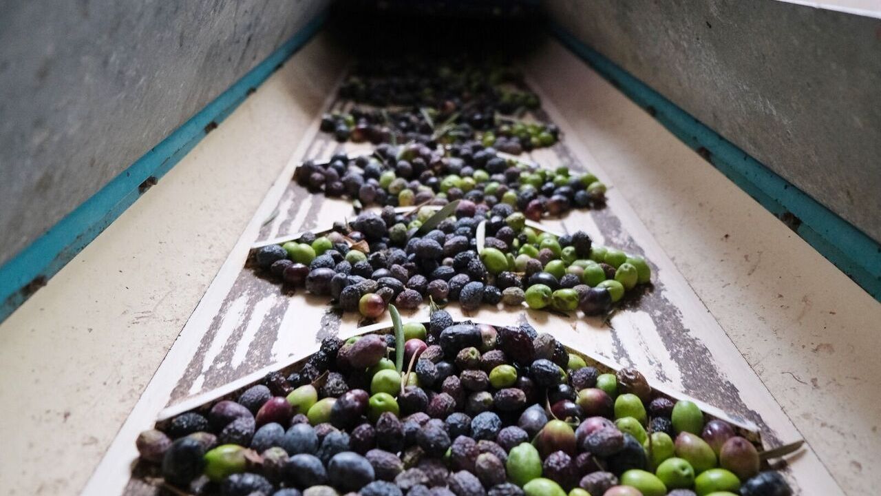 Antalya zeytinyağı için stratejik yol haritası açıklandı