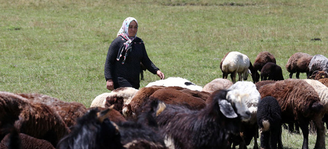 Ardahan'da boş ahırlar küçükbaş hayvanlarla doldu