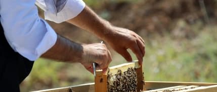 Arı sütü, poleni ve ekmeğinde artık katkı maddesi kullanılamayacak