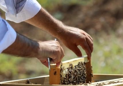 Arı sütü, poleni ve ekmeğinde artık katkı maddesi kullanılamayacak