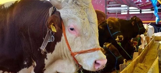 Artan maliyetler, kurbanlık fiyatlarında %150 zamma yol açtı