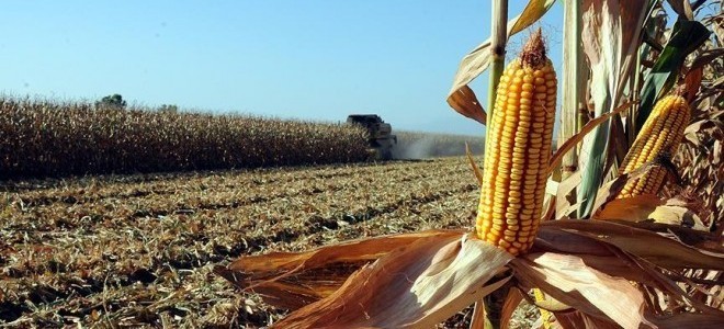Avrupa'dan genetiği değiştirilmiş mısıra onay