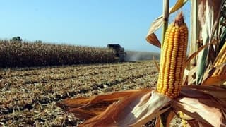 Avrupa'dan genetiği değiştirilmiş mısıra onay