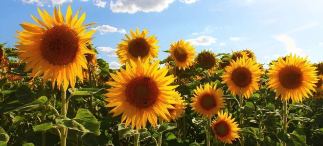 Ayçiçeğinde gümrük vergileri yeniden düzenlendi