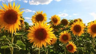 Ayçiçeğinde gümrük vergileri yeniden düzenlendi