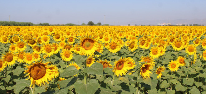 Ayçiçek alım fiyatları açıklandı