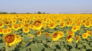 Ayçiçek alım fiyatları açıklandı