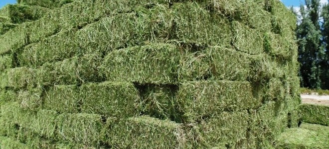 Aydın Büyükşehir'den çiftçiye yonca desteği