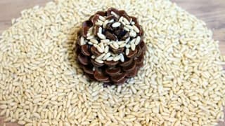 Aydın çam fıstığı Avrupa'da tescillendi