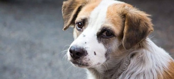 AYM, sokak hayvanları yasasıyla ilgili kararını açıkladı