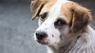 AYM, sokak hayvanları yasasıyla ilgili kararını açıkladı