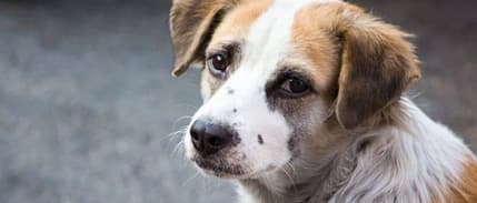 AYM, sokak hayvanları yasasıyla ilgili kararını açıkladı