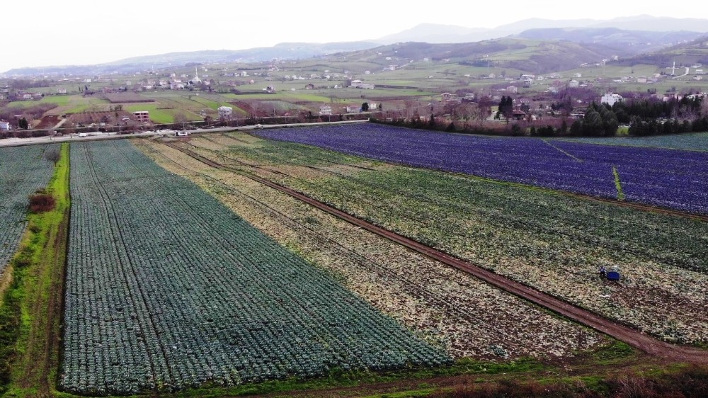 Bafra Ovası'nda karnabahar hasadı 