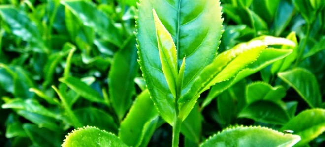  Bakan Fakıbaba Çay Taban Fiyatını Değerlendirdi: Üreticiye Ne Versek Azdır