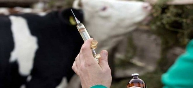 Bakan Kirişci: Şap hastalığı nisan sonunda tamamıyla sönümlenmiş olur