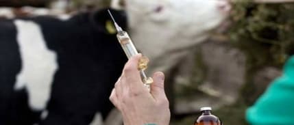 Bakan Kirişci: Şap hastalığı nisan sonunda tamamıyla sönümlenmiş olur