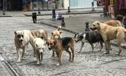 Bakan Yerlikaya açıkladı: Başıboş köpekler için belediyeler 2 ayda bir denetlenecek