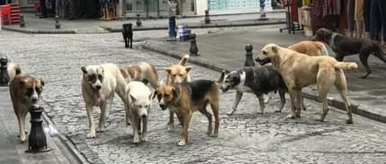 Bakan Yerlikaya açıkladı: Başıboş köpekler için belediyeler 2 ayda bir denetlenecek