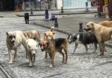 Bakan Yerlikaya açıkladı: Başıboş köpekler için belediyeler 2 ayda bir denetlenecek
