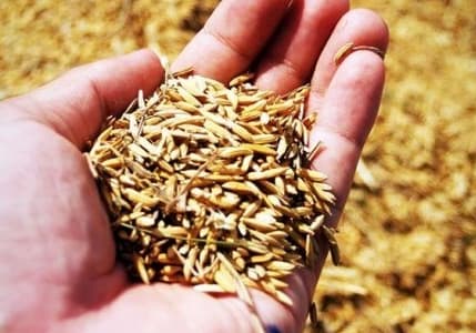 Bakan Yumaklı açıkladı: Ata tohumları marketlerde satılacak