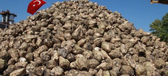 Bakan Yumaklı açıkladı: Şeker pancarı alım fiyatı belli oldu!