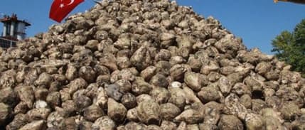 Bakan Yumaklı açıkladı: Şeker pancarı alım fiyatı belli oldu!