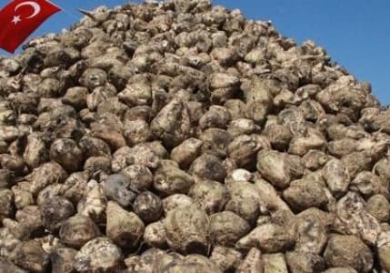 Bakan Yumaklı açıkladı: Şeker pancarı alım fiyatı belli oldu!