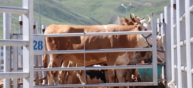 Bakan Yumaklı'dan kurban fiyatlarına ilişkin uyarı