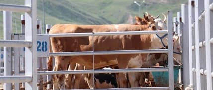 Bakan Yumaklı'dan kurban fiyatlarına ilişkin uyarı