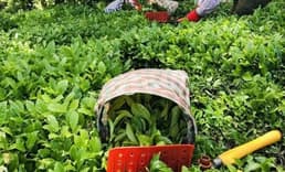 Bakan Yumaklı'dan "yaş çay alım fiyatı" açıklaması