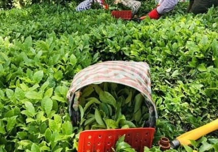 Bakan Yumaklı'dan "yaş çay alım fiyatı" açıklaması