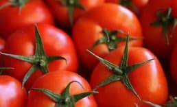 Bakanlık, domates ihracatına kısıtlama getirdi