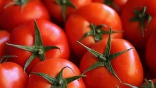 Bakanlık, domates ihracatına kısıtlama getirdi