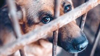 Bakanlık hayvan sahiplenme şartlarını değiştirdi