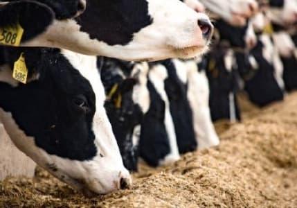 Bakanlık, hayvancılık desteklerini gelecek yıl yüzde 37,5 artırmayı planlıyor