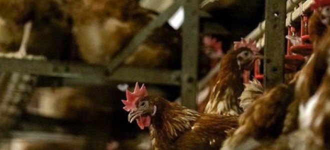 Bakanlık, Tunceli’deki hayvan itlafı iddiasına açıklık getirdi