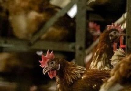 Bakanlık, Tunceli’deki hayvan itlafı iddiasına açıklık getirdi