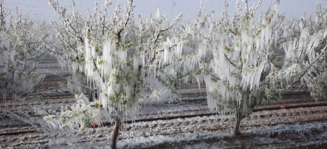 Bakanlık zirai don sonrası fahiş fiyat girişimlerini takibe aldı