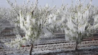 Bakanlık zirai don sonrası fahiş fiyat girişimlerini takibe aldı