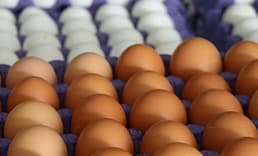 Bakanlıktan "ilaçlı yumurta" iddialarına yanıt