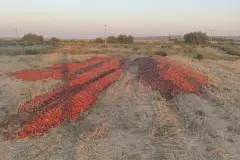 Bakanlıktan meraya dökülen domateslerle ilgili açıklama