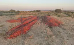Bakanlıktan meraya dökülen domateslerle ilgili açıklama