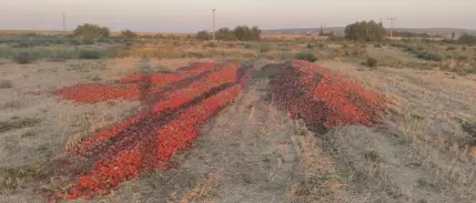 Bakanlıktan meraya dökülen domateslerle ilgili açıklama